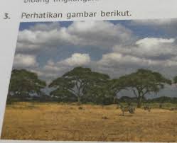 Tingkatan organisasi kehidupan dimulai dari molekul, sel, jaringan, organ, sistem organ, individu, populasi, ekosistem, hingga ke tingkatan bioma.tingkat organisasi kehidupan tersebut antara ain 4. 3 Perhatikan Gambar Berikut Jelaskan Tingkatan Organisasi Kehidupanpada Gambar Tersebut Brainly Co Id