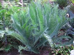 Image result for Encephalartos munchii