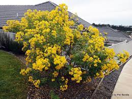 Yellow flowering trees in texas. Texas Flowery Senna Tree Senna Corymbosa Buttercup Tree Texas Flowery Senna Ornamental Trees Cassia Tree
