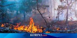 Alam harus kita jaga dengan cara menam pohon agar bumi tetap aman. 12 Tahun Lalu Indonesia Pernah Mengalami Bencana Karhutla Terburuk Halaman All Kompas Com