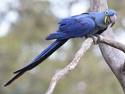 Dengan kebaikan pagi hari yang telah diberikan, marilah saling berbagi ucapan, motivasi serta semangat baru bagi sesama. 10 Burung Tercantik Di Dunia Ini Digandrungi Karena Warna Dan Bentuknya Yang Unik Tamanpendidikan Com