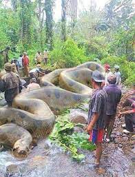This Giant Snake For Real Big Animals World Biggest Snake Animals
