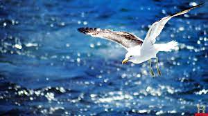 We did not find results for: Seemove Hd Wallpaper Hintergrund 1920x1080