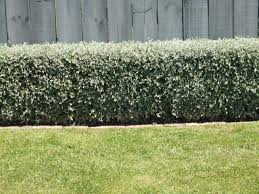 Anche il jasminum nudiflorum fiorisce nel periodo invernale producendo fiori di colore giallo intenso in primavera e in estate è necessaria una pacciamatura formata da uno strato di terra da giardino l'ibisco è perfetto per formare una siepe che in primavera è verde, in estate. Giardini Mgf Le Varieta Piu Adatte Per Realizzare Siepi Basse 80 120 Cm