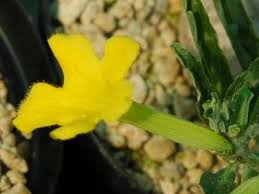 Image result for Pterodiscus angustifolius