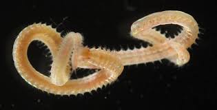 Image result for Polychaeta spp.