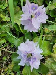Image result for Pontederia crassipes