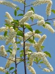 Epingle Par Le Jardin Du Pic Vert Sur Cerisiers A Fleurs Ou Un Petit Coin De Japon Dans Son Jardin Cerisier Fleurs Blanches Fleurs