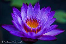We did not find results for: Purple Lily Tropical Flowers Purple Lily Purple Flowers