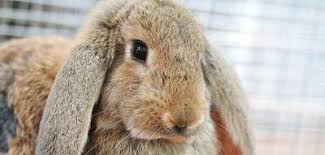 Image result for bunny