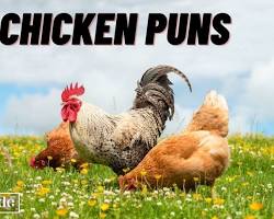 Image of meme with a chicken saying I'm not clucking, I'm swearing