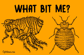 Bed Bug Bites Vs Flea Bites What Bit Me Remedies To Relieve Itching Check out the chart below to understand other contrasts between the two. bed bug bites vs flea bites what bit