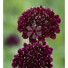 Scabiosa Atropurpurea Burgundy Beau Burgundy Wedding Flowers Flower Seeds Burgundy Scabiosa