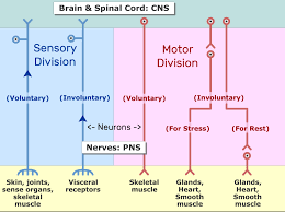 Image result for Peripheral Nervous System