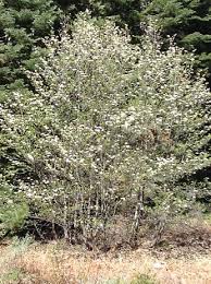 Common wildlife such as squirrels, wild turkeys, raccoons, fox, and beaver are all drawn. Yosemite S Spring Snow And Mountain Dogwood Scenic Wonders Yosemite Cabins Vacation Rentals