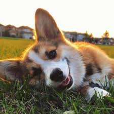 Add this video to your web page. Photos And Fun Facts About Adorable Baby Corgis