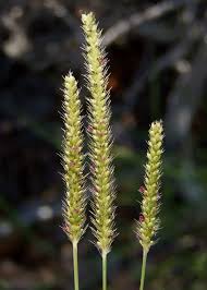 Image result for Setaria parviflora