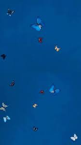 We have a massive amount of hd images that will make your computer or smartphone. Aesthetic Blue Butterfly Wallpapers Wallpaper Cave