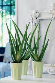Kehadiran tanaman hias dalam rumah bukan hanya berfungsi untuk mempercantik hunian, akan tetapi juga memberikan aura fresh dan positif. Inspirasi Tanaman Hias Dalam Rumah Band Of Lovers