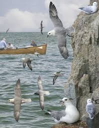 Northern Fulmar From The Crossley Id Guide Britain And Ireland Fulmar Wikipedia Britain Ireland Animals
