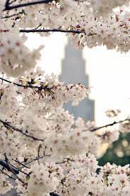 Special T By Nestle Cherry Blossom Japan Hanami Cherry Blossom