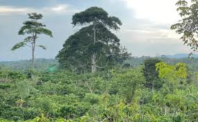 Image result for Maesopsis eminii