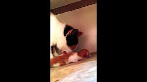 Kedi Yavrusunu Yiyor Son 1 Tanesi Yasiyor