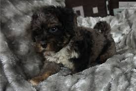Be ready for a very cuddly relationship! Maltipoo Puppies For Sale In Memphis Tennessee Nar Media Kit