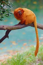Golden Lion Tamarin Leontopithecus Rosalia Animals Beautiful Golden Lion Tamarin Unique Animals