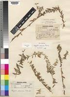 Image result for Polygala gazensis