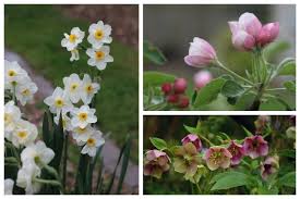 It is april 22 and snowing this evening, so any and all color in early spring is appreciated! 10 Delightful Plants For Early Spring Flowers Empress Of Dirt