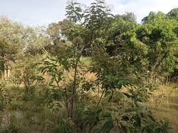 Image result for Harungana madagascariensis