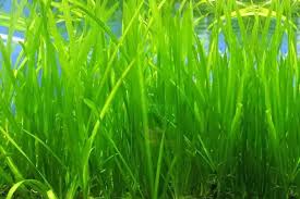 Image result for Vallisneria spiralis