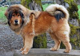 In our kennel you will find a unique individual with a lion's coat with tipical nature and character. Tibetan Mastiff All Big Dog Breeds