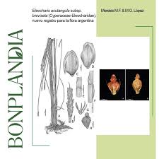 Image result for Eleocharis acutangula