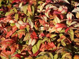 Many of us who live in the suburbs must share our environment with the native wildlife. Heiliger Bambus Himmelsbambus Firepower Nandina Domestica Firepower Baumschule Horstmann