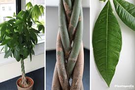 The leaves will indicate what it needs and what you should change in your care regimen. Braided Money Tree Pachira Aquatica How To Care Plantopedia