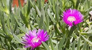 Maybe you would like to learn more about one of these? 9 Best Ground Cover Plants In Australia All Green