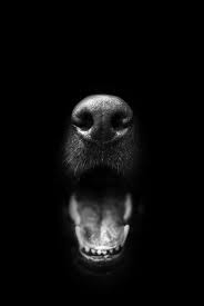 F O Fabforgottennobility Photo Dog Photography Dog Portraits Dogs And Puppies