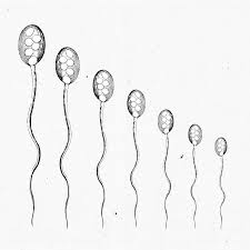 A drop of ejaculate is about 1/3 ml. Lower Sperm Counts Don T Mean The Reproductive Apocalypse Yet Vox