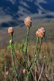 Image result for Paralepistemon shirensis