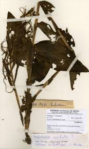 Image result for Habenaria cirrhata