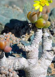 Image result for Othonna carnosa