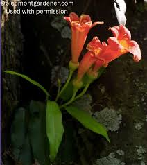 Image result for Bignonia capreolata