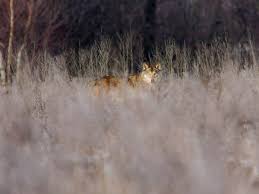 Browse our listings to find jobs in germany for expats, including jobs for english speakers or those in your native language. After The Chernobyl Nuclear Disaster Animals Thrive Without Humans