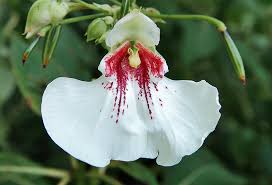 Image result for Balsaminaceae