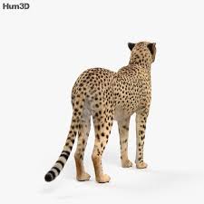 3d Model Of Cheetah Hd Cheetah 3d Model Animals