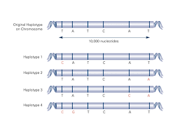 Type 1 Diabetes Genetics Home Reference Nih