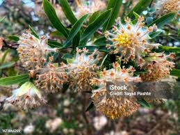 Image result for Gnidia