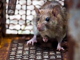 ◄◄ ◄ previous page page 1226 of 1914 next page ► ►►. Bay Area Pest Termite Control Llc Panama City Fl